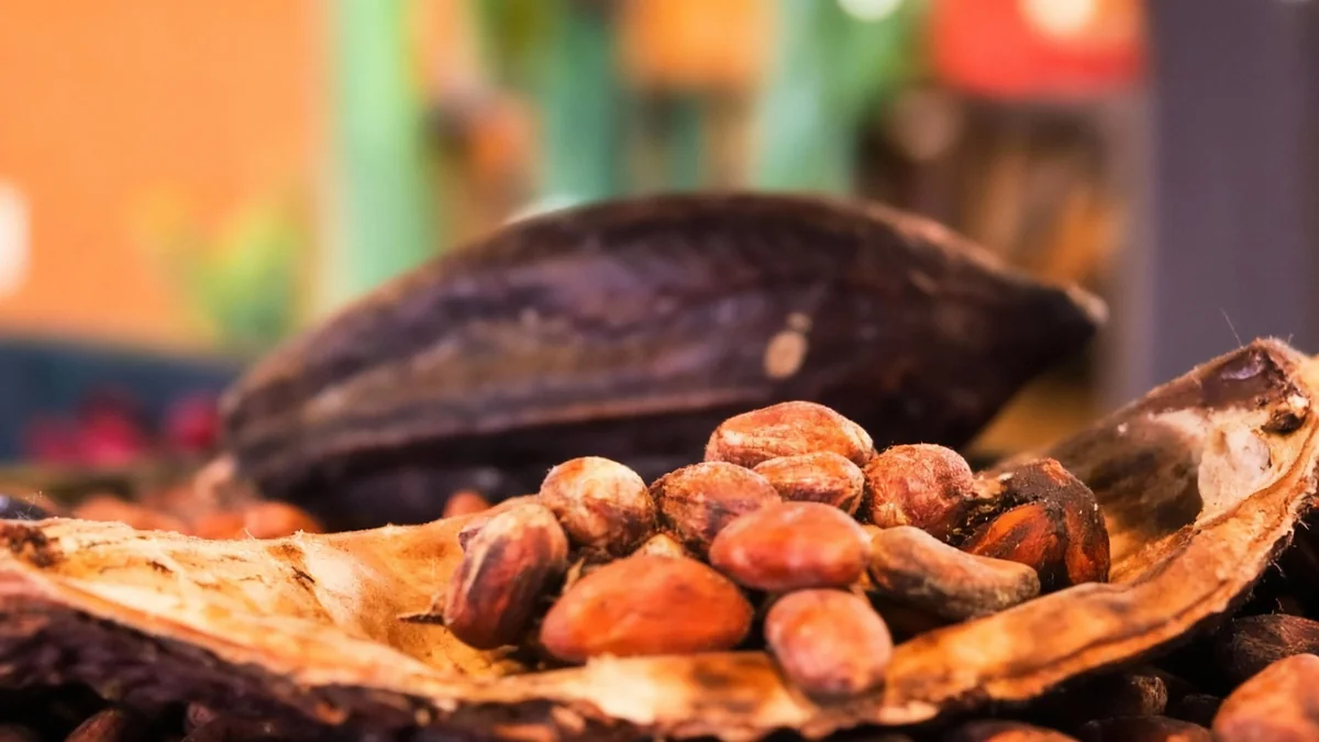 Cocoa Market Faces Tug-of-War as Supply Fears Meet Weak Demand