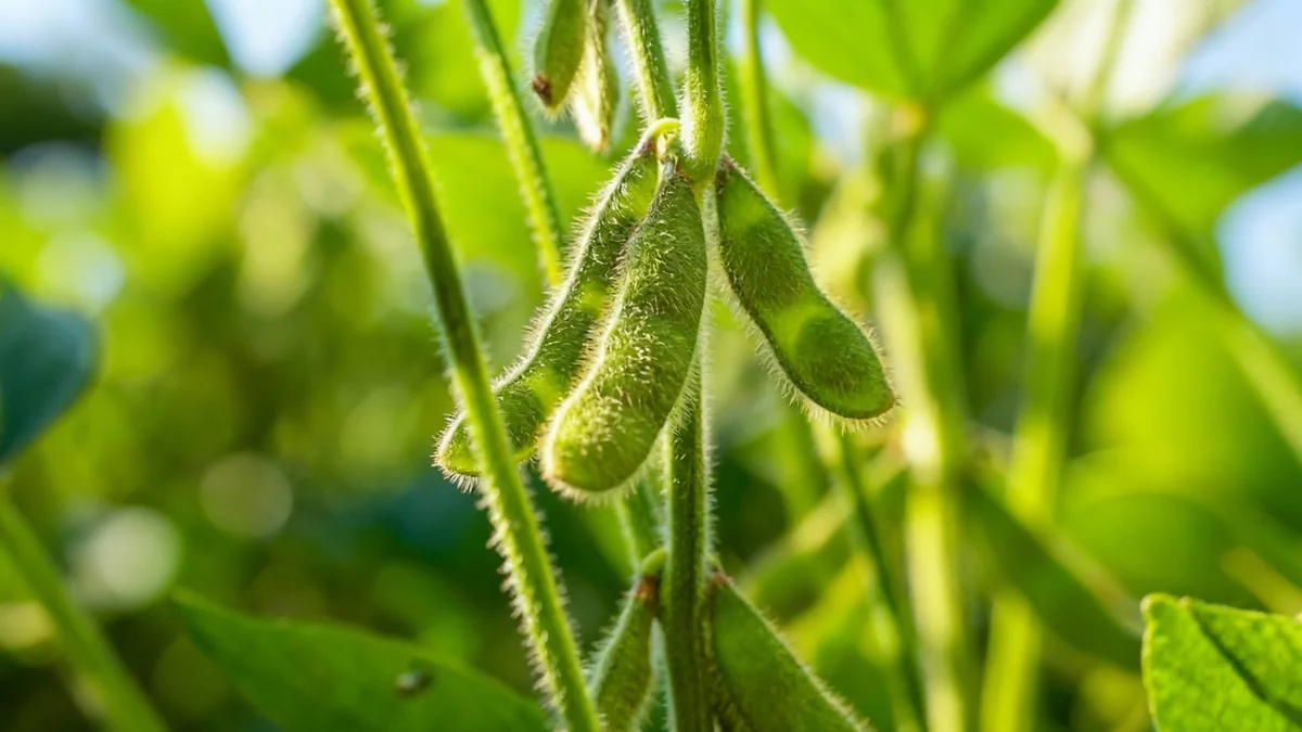 Soybean Futures Rise on Fresh Buying and Supply Concerns